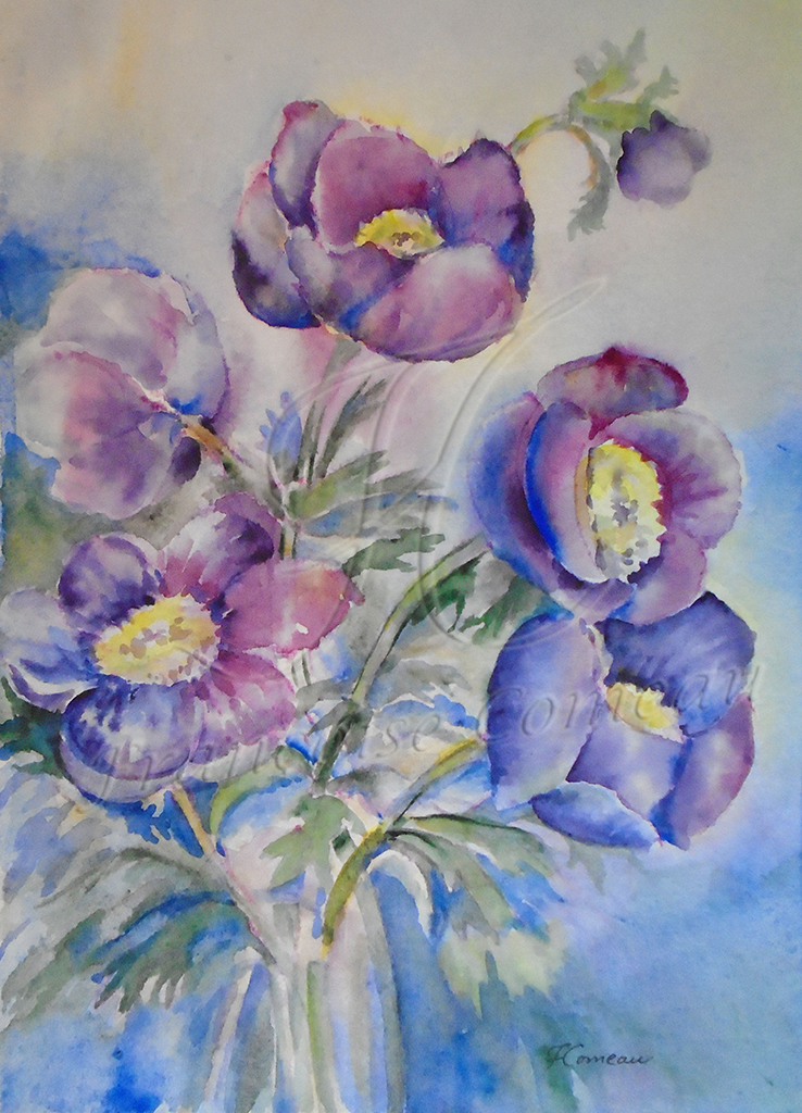 Anémones pulsatilles